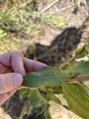 Oenothera curtiflora
