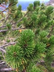Pinus contorta contorta