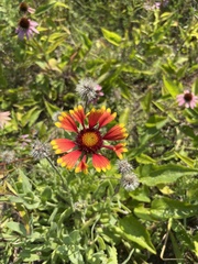 Gaillardia pulchella