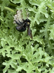 Xylocopa darwini