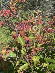Viburnum cassinoides image