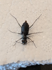 Cicindela punctulata