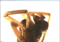 Mermessus trilobatus