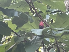 Magnolia