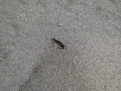 Cicindela hirticollis