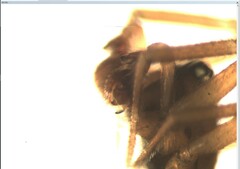 Mermessus trilobatus