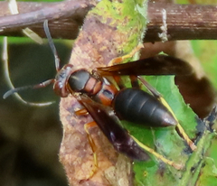 Polistes metricus