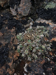 Erigeron salishii