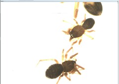 Mermessus trilobatus