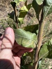 Oenothera curtiflora