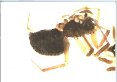 Mermessus trilobatus