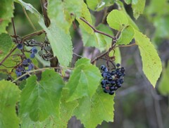 Vitis monticola