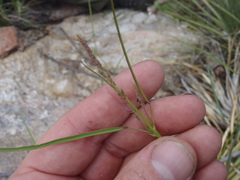 Desmodium angustifolium