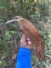 Xiphorhynchus guttatus