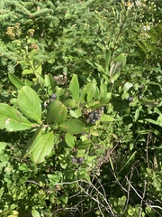 Aronia melanocarpa