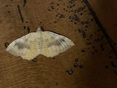 Camptogramma bilineata