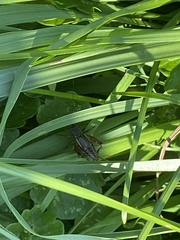 Allonemobius fasciatus