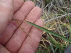 Desmodium angustifolium