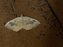 Camptogramma bilineata