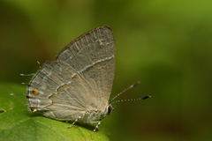 Dicya eumorpha