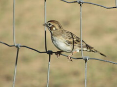 Chondestes grammacus