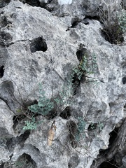 Argyrochosma microphylla