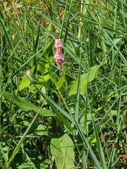 Persicaria amphibia