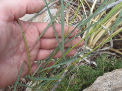 Desmodium angustifolium