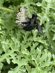 Xylocopa darwini