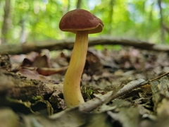 Hortiboletus