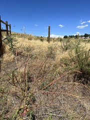 Oenothera curtiflora