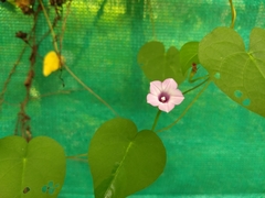 Ipomoea triloba