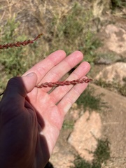 Oenothera curtiflora
