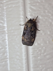 Pseudohermonassa bicarnea