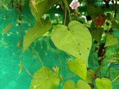 Ipomoea triloba