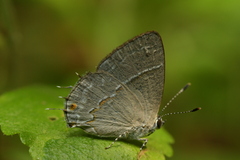 Dicya eumorpha