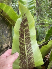 Asplenium nidus