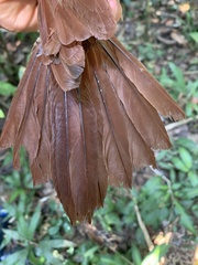 Xiphorhynchus guttatus