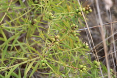 Stillingia texana