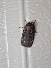 Pseudohermonassa bicarnea