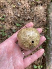Amphibolips