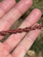 Oenothera curtiflora