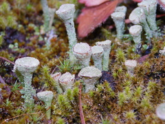 Cladonia chlorophaea