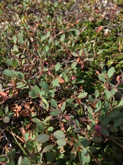 Vaccinium uliginosum
