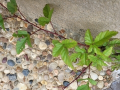 Rubus trivialis