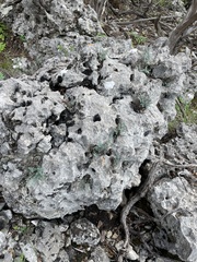 Argyrochosma microphylla