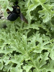 Xylocopa darwini