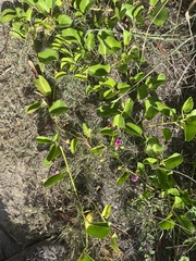 Ipomoea pes-caprae