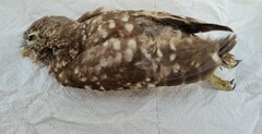 Athene noctua