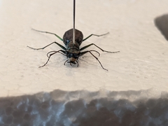 Cicindela punctulata